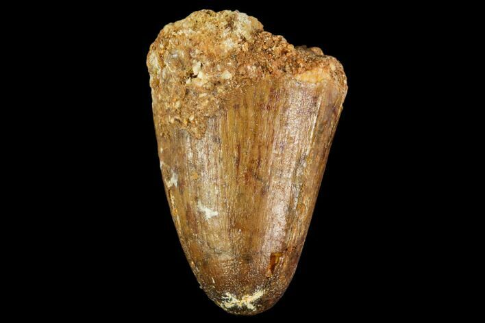 Fossil Crocodile (Elosuchus) Tooth - Morocco #109937